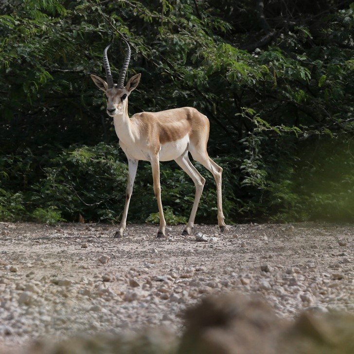 پارک آهوان کیش: آهوهای ایرانی آزاد در طبیعت کیش